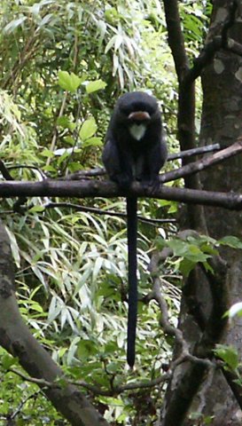 My Zoo Debrazza S Guenon