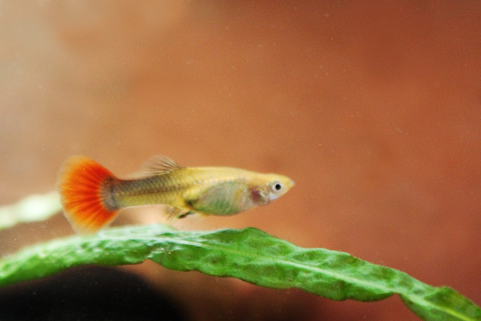 Finatics Tropical Fish to Finatics Tropical Fish Blog!