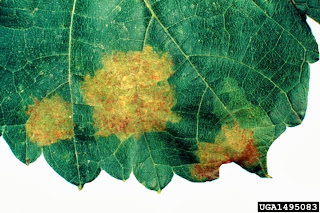 Grape Downy Mildew infection on a leaf