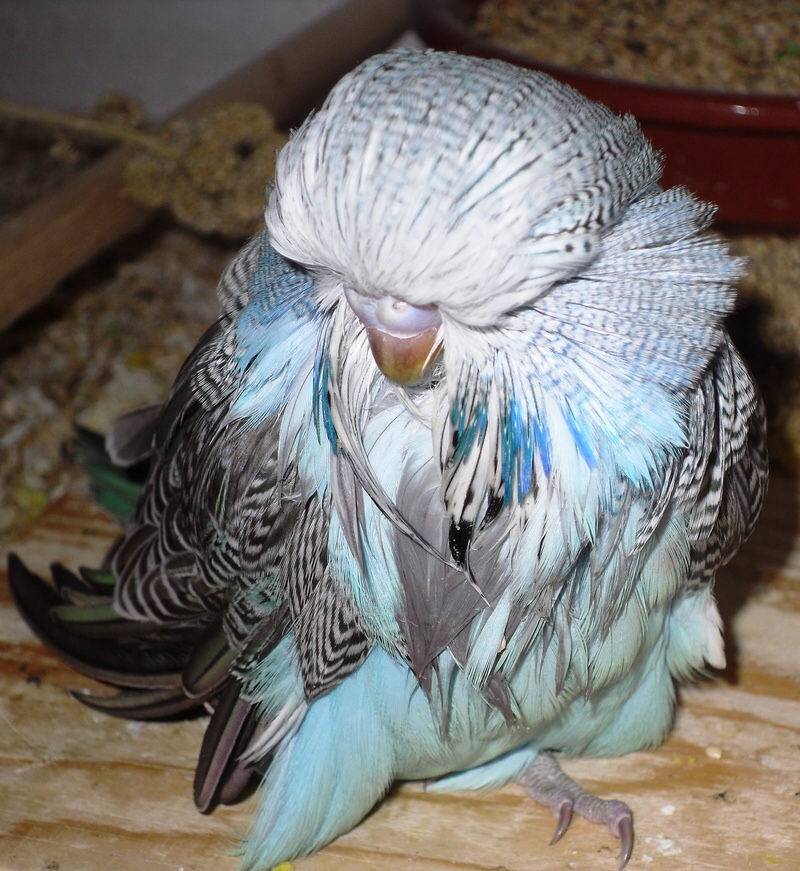 Collection 95+ Pictures Types Of Budgies With Pictures Updated