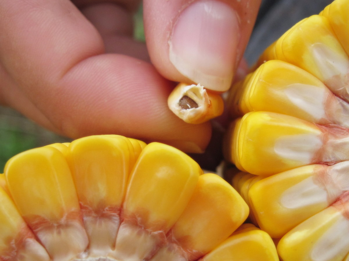 Corn Black Layer