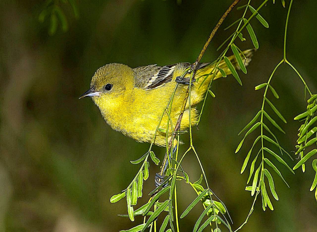 Cute Yellow Bird on a Green Branch Feel Good Wallpapers Cute Yellow Bird on a Green Branch Feel Good Wallpapers