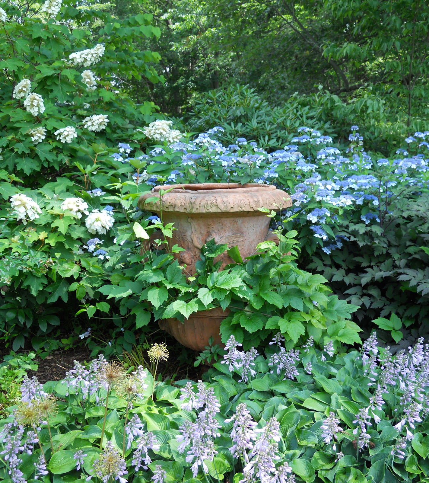 Japanese Hydrangea Stock Photos Japanese Hydrangea Stock Images
