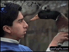 funny-animals-duck-you.gif