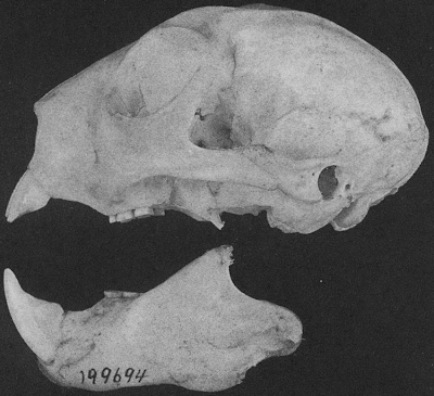 Science Minus Details: Lemurs! Aye-ayes! Mammal woodpeckers!????!