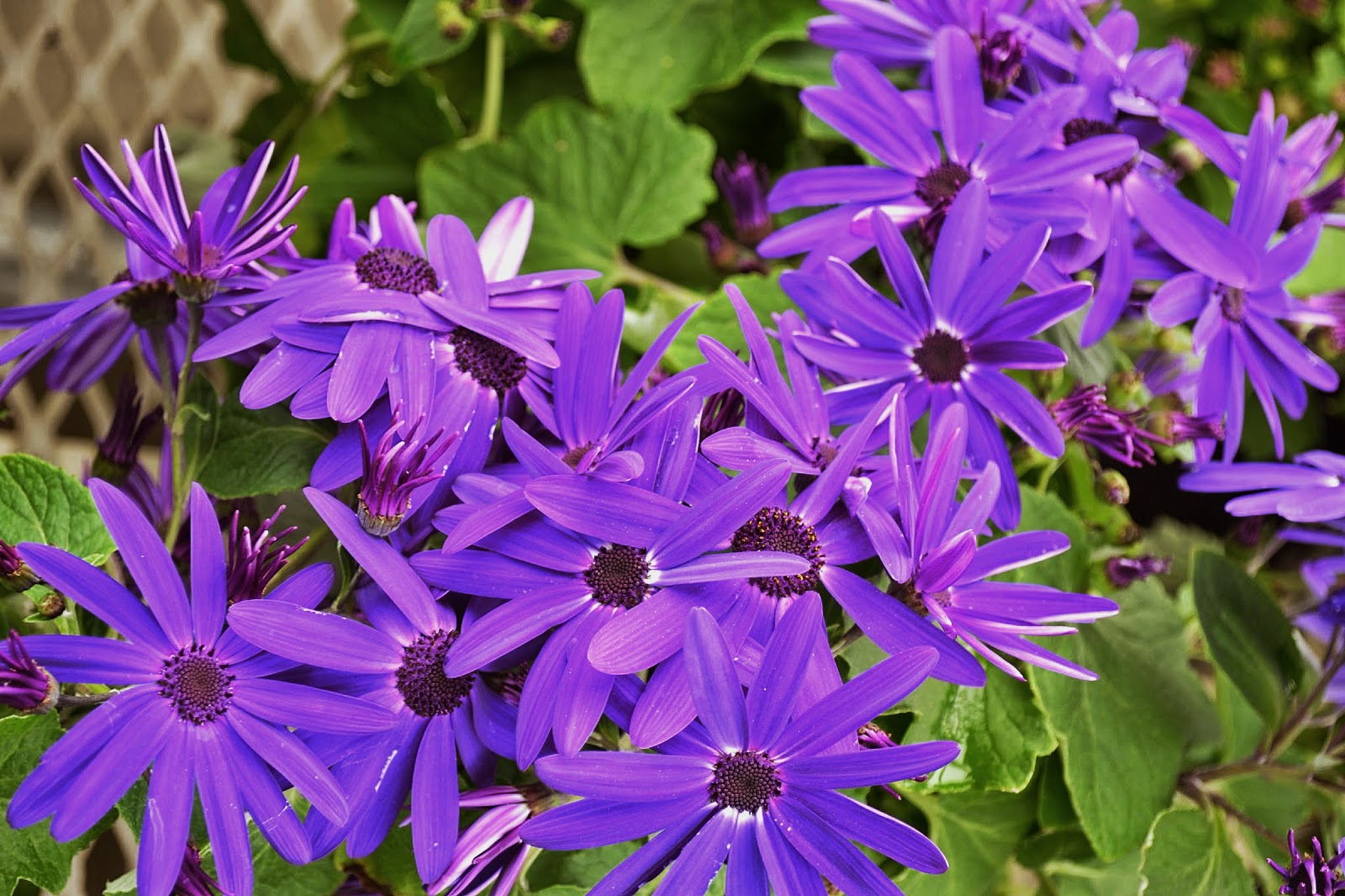 Flora Wonder Blog Mortal Epithets