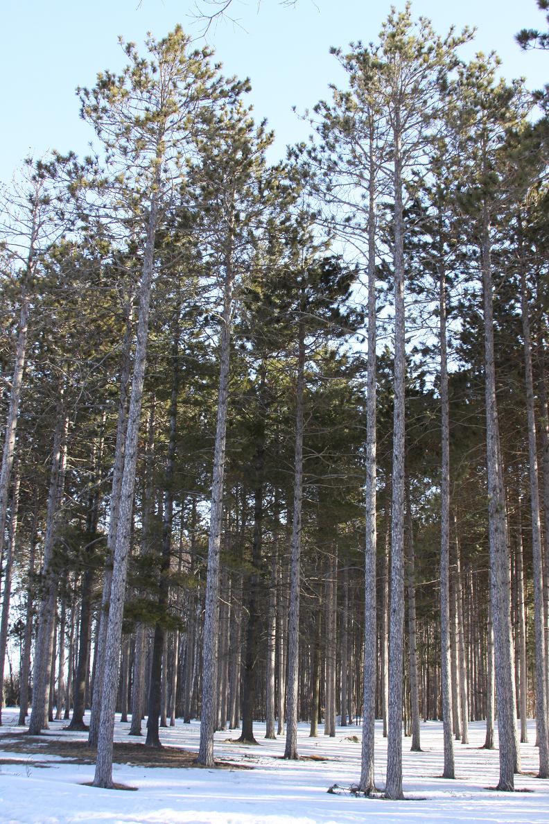 Michigan Exposures A Stand of Trees