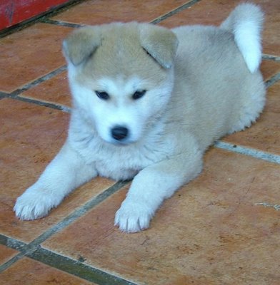 Akita Puppies on Dog Cute Dog  The Difference Between The American And Japanese Akita