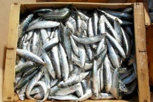 Les sardines et les anchois n'arrivent plus à grandir