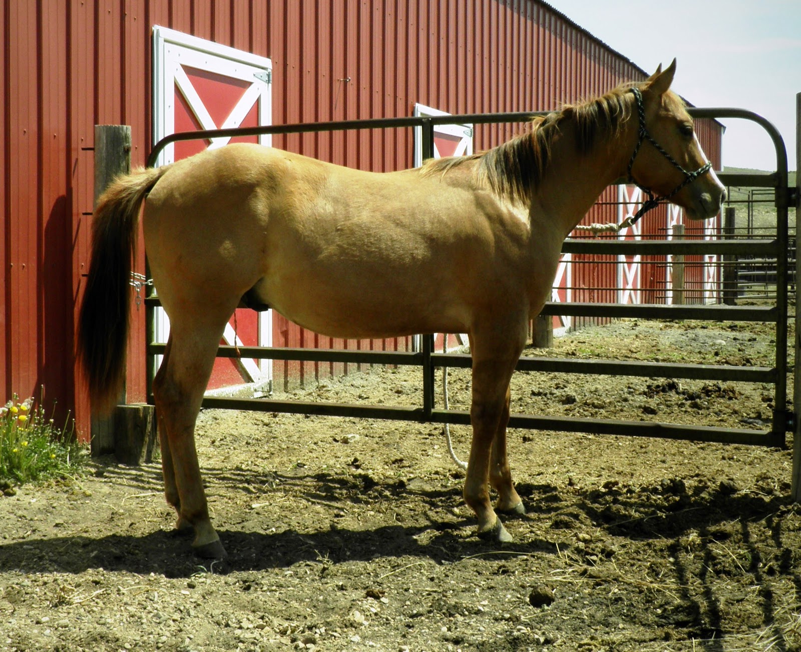 Whetham Quarter Horses For Sale