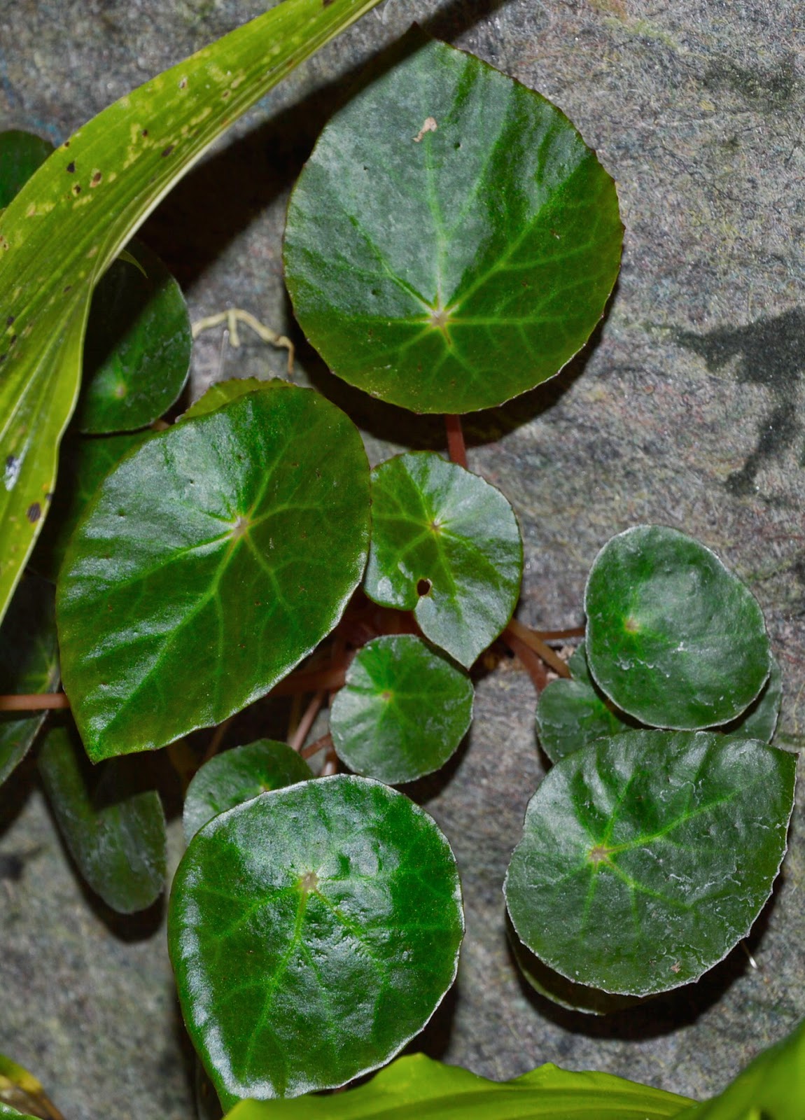 Botanische Raritäten Sammlung seltener Begonia species