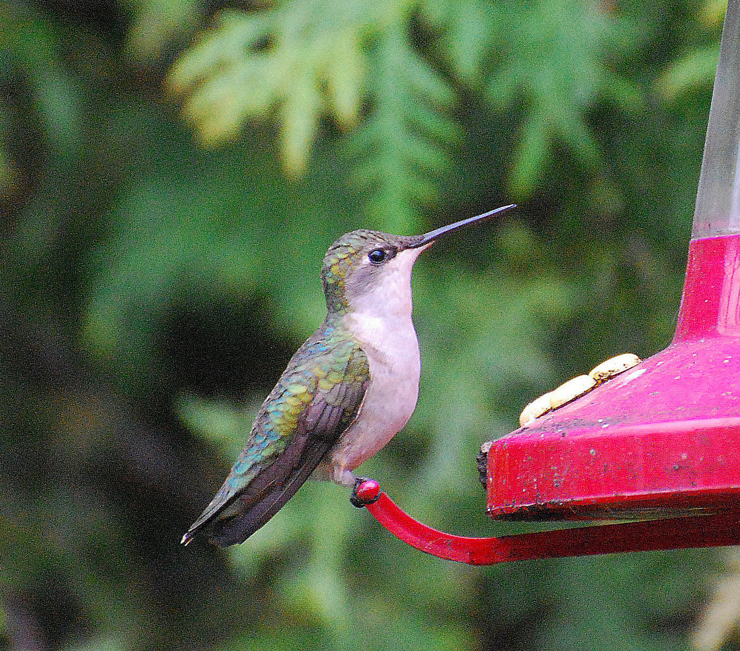 Barry The Birder Clean Your Stained Hummingbird Feeders With