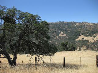 Oak tree in a golden field, tree-studded hillside in the distance.