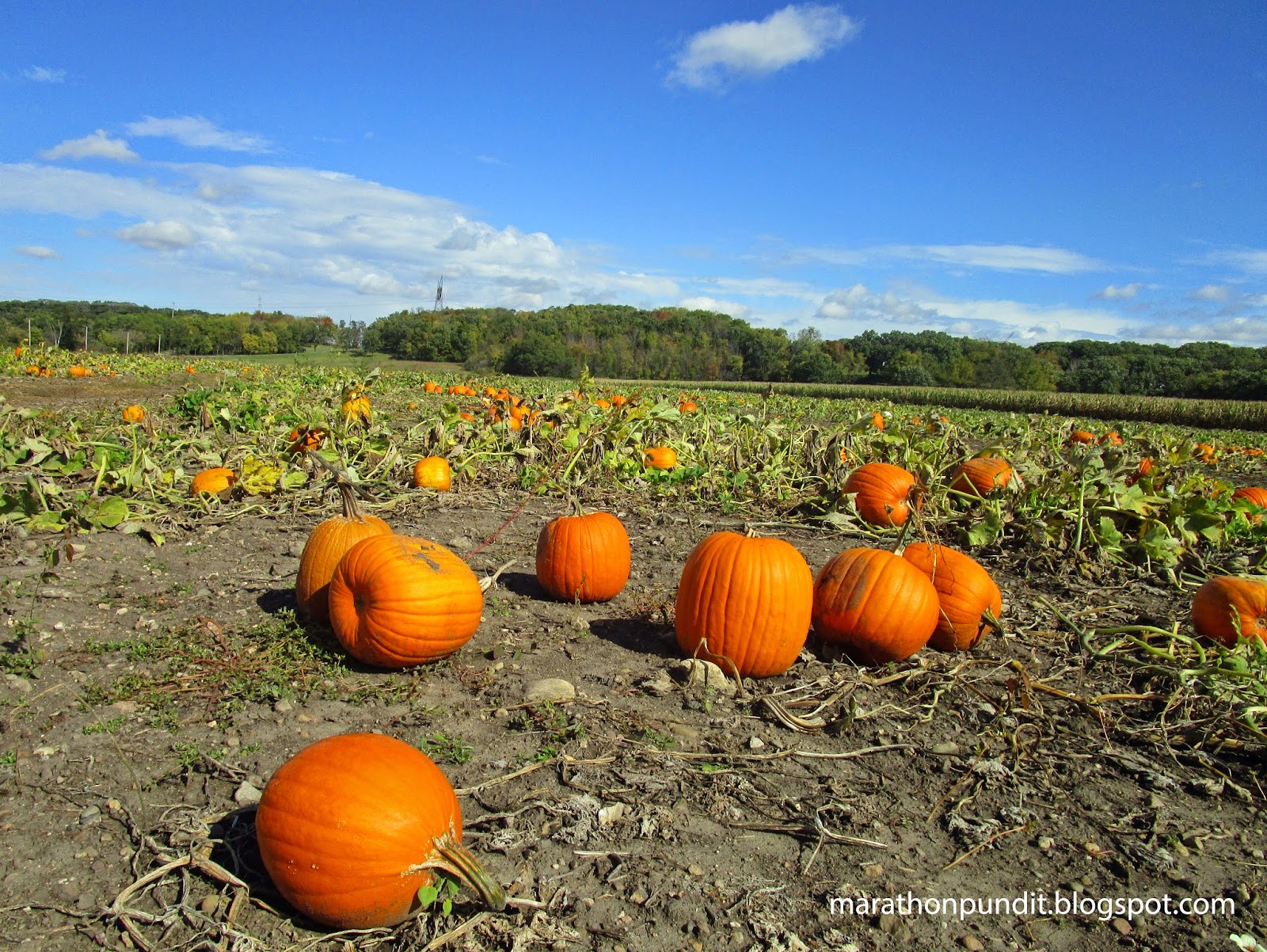 Marathon Pundit (Photo) Illinois pumpkin patch