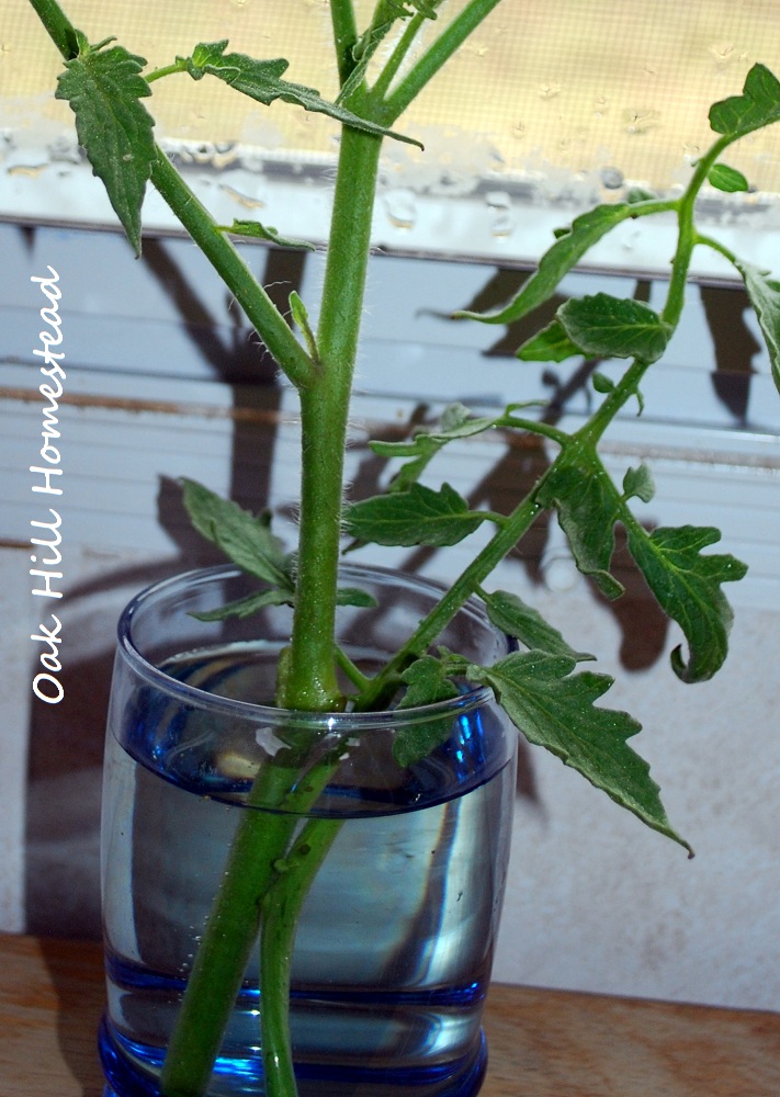 Perennial Tomatoes, Spring Update Oak Hill Homestead