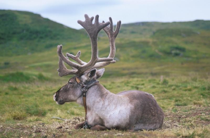 Reindeer