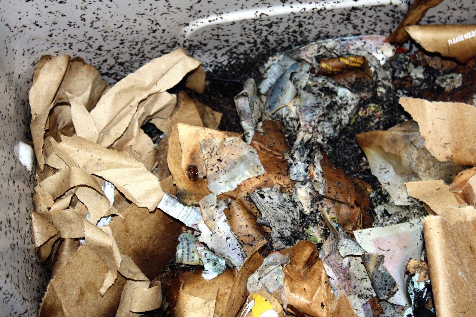 sew grown Organic Fertilizer using Worm Tea, Rabbit Manure Tea, and