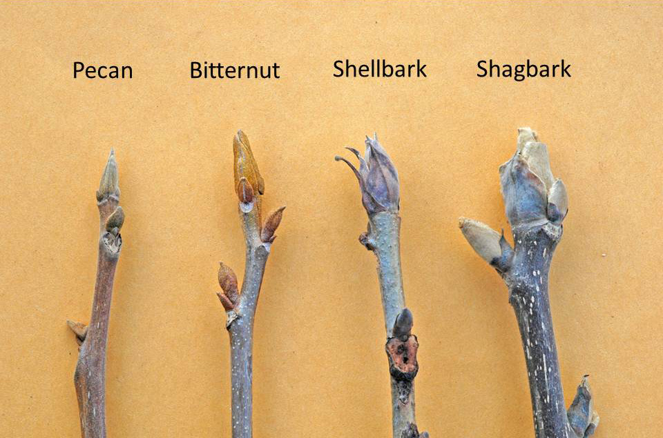 Northern Pecans Winter buds Pecan and hickories