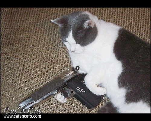 Cat W Gun