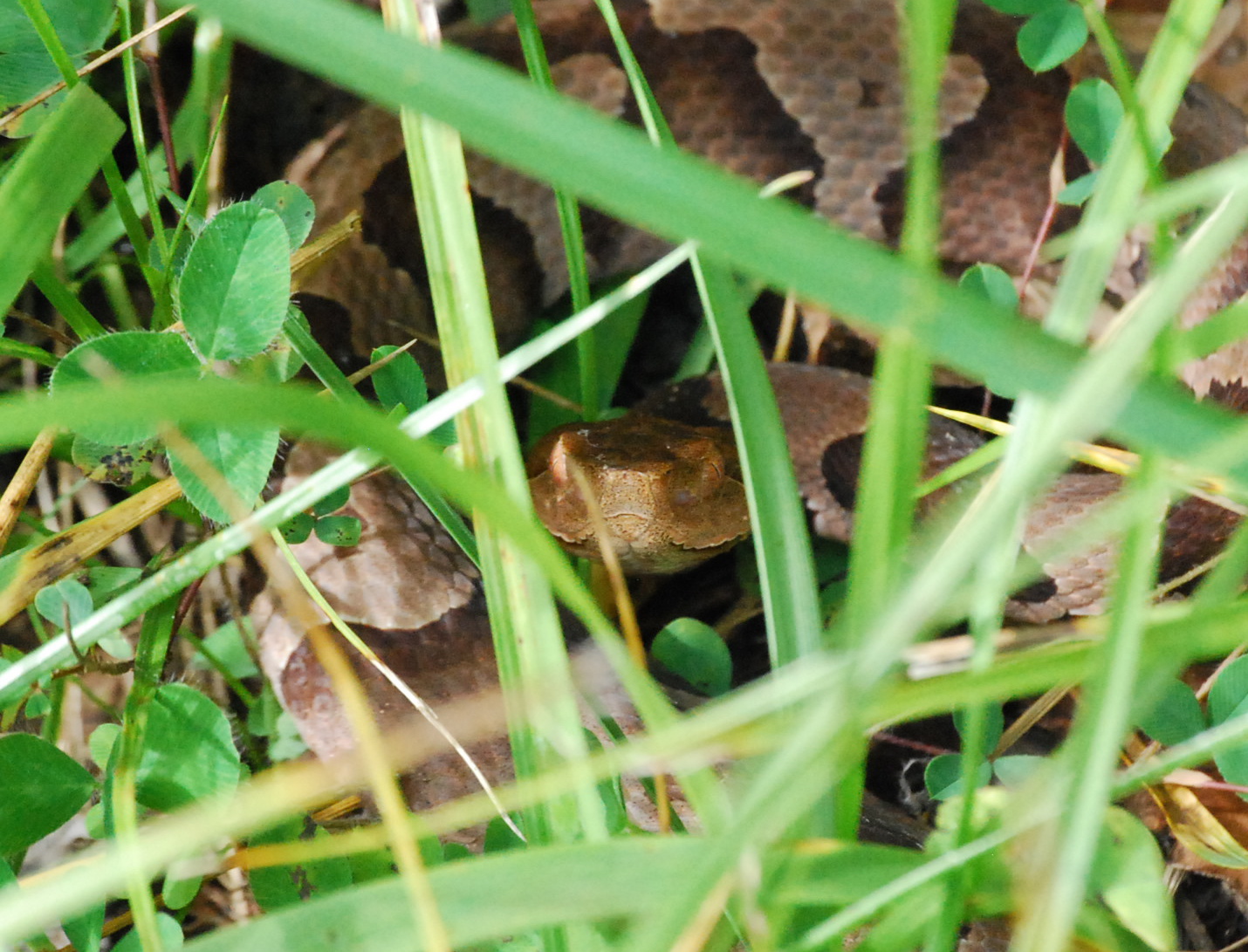 North Naturalist Copperhead Murray County