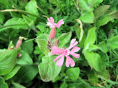 Red Campion