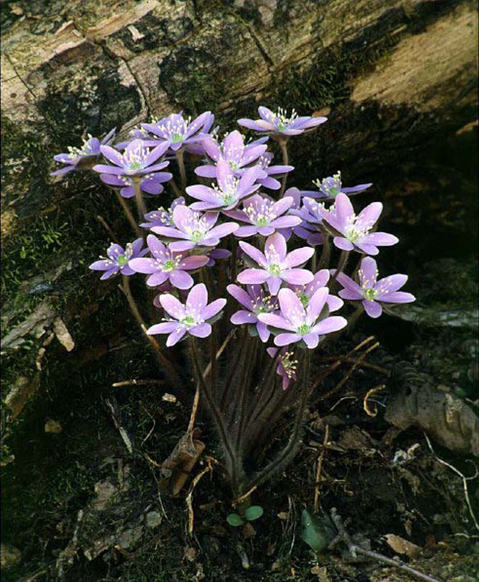 Beechwood Landscape Architecture and Construction