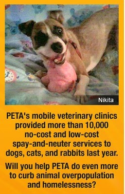 peta