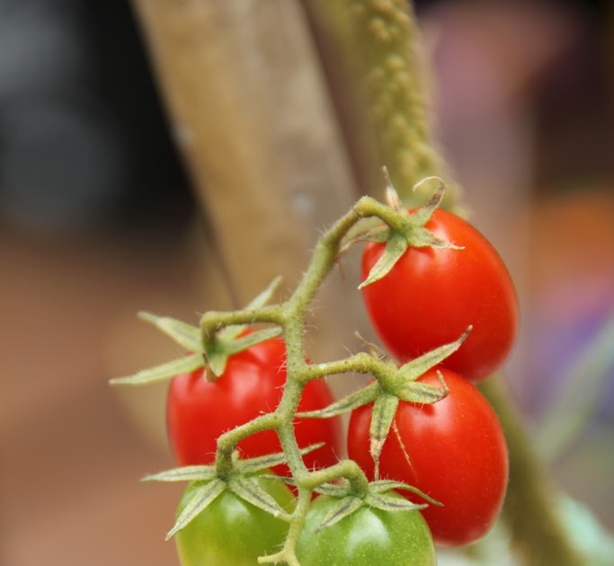 On The Green Side Of Life Growing Cherry Tomatoes