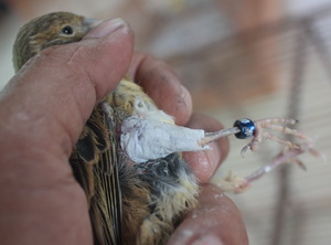 Menyambung Dan Mengobati Kaki Burung Yang Patah Trend Burung
