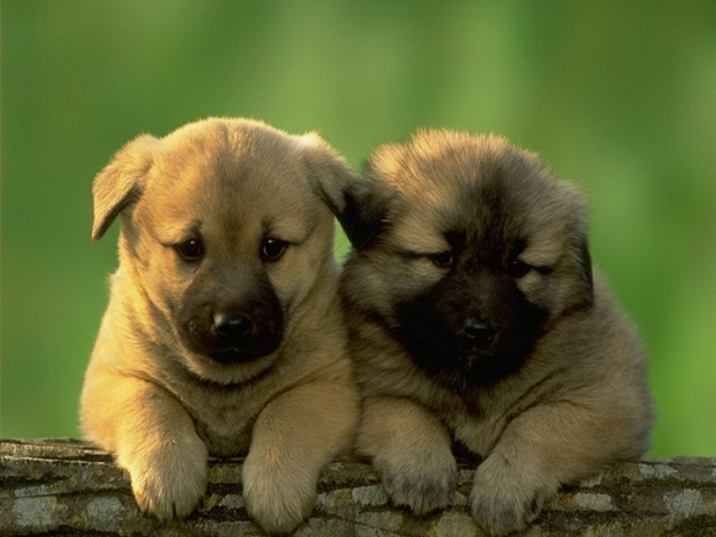 Pic Famina: Download Cute Puppy Hd Wallpapers