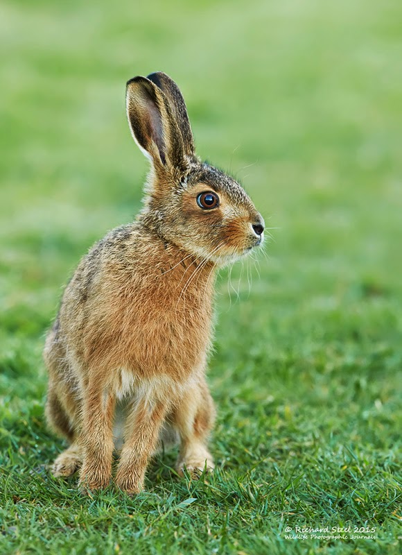 Wildlife Photographic Journals Spring Hares