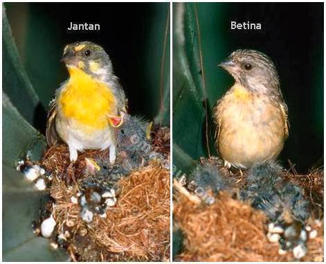 Tips Mudah Membedakan Blacktrhoat Jantan Dan Betina