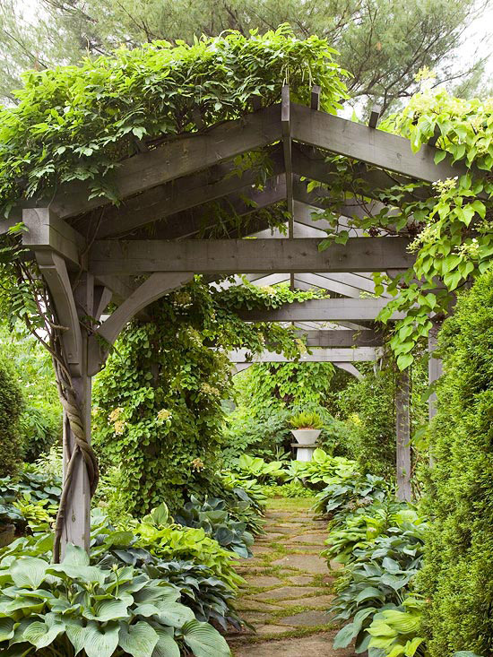 pergola plants