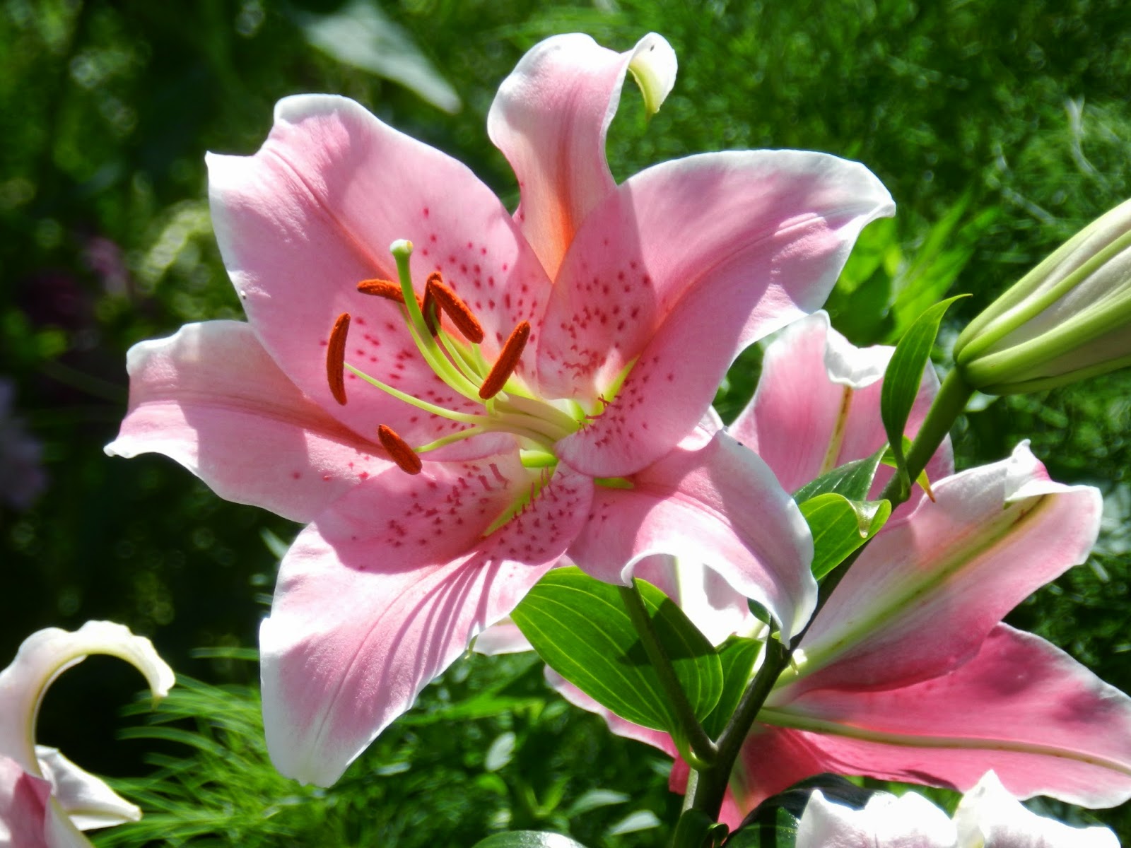 Prairie Rose's Garden A Look Back at 2014