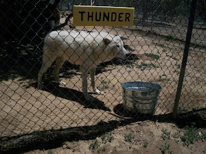 Arctic Wolf @ Wild Spirit Wolf Sanctuary, NM