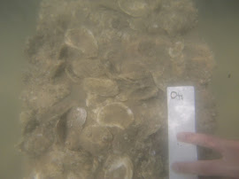 Reef surface at start of project