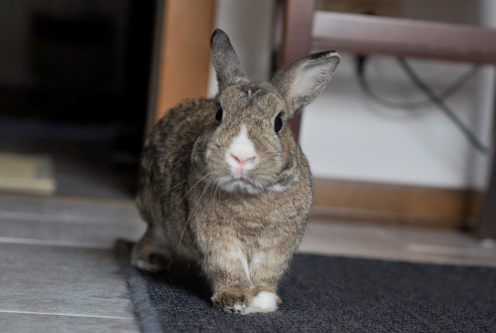 The Disapproving Rabbit