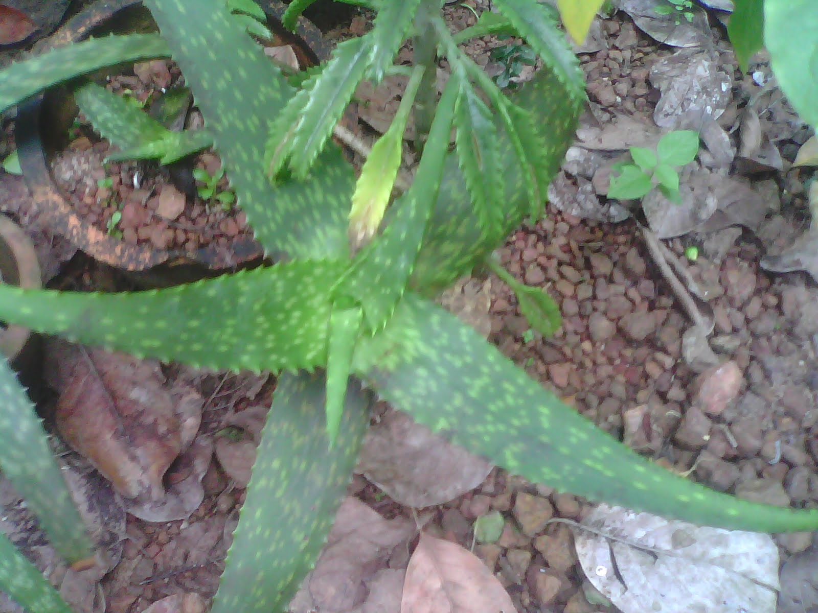 rare ayurvedic plants aloe vera types rare ayurvedic plants aloe vera types