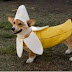 Ένα σκυλάκι μπανάνα !...