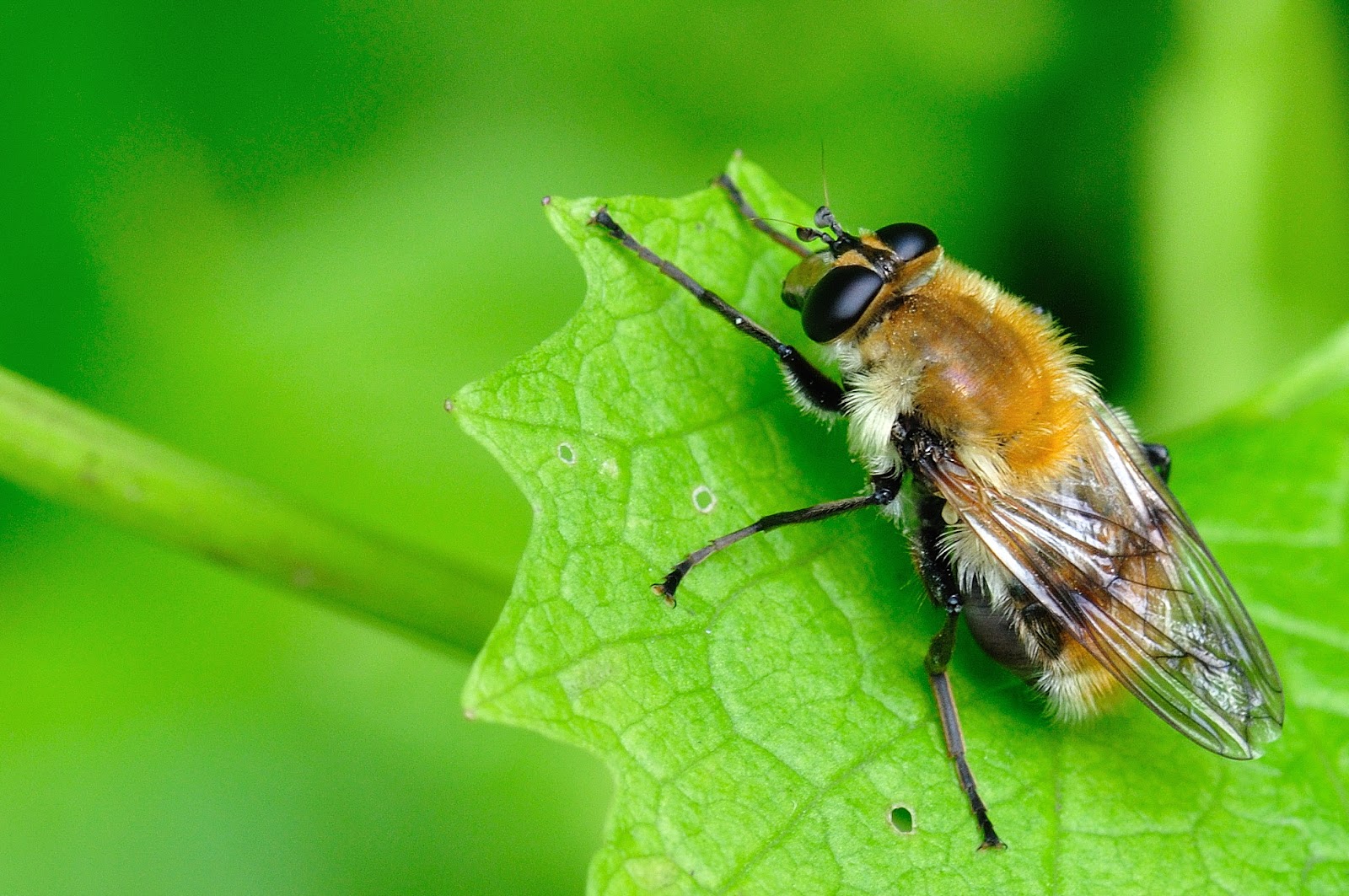 Trent Valley Beetles Beautiful Flies and a Snail Eating Beetle.