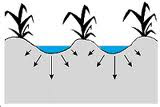 irrigation des plantes du jardin en Espagne