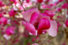 Japanese Magnolias