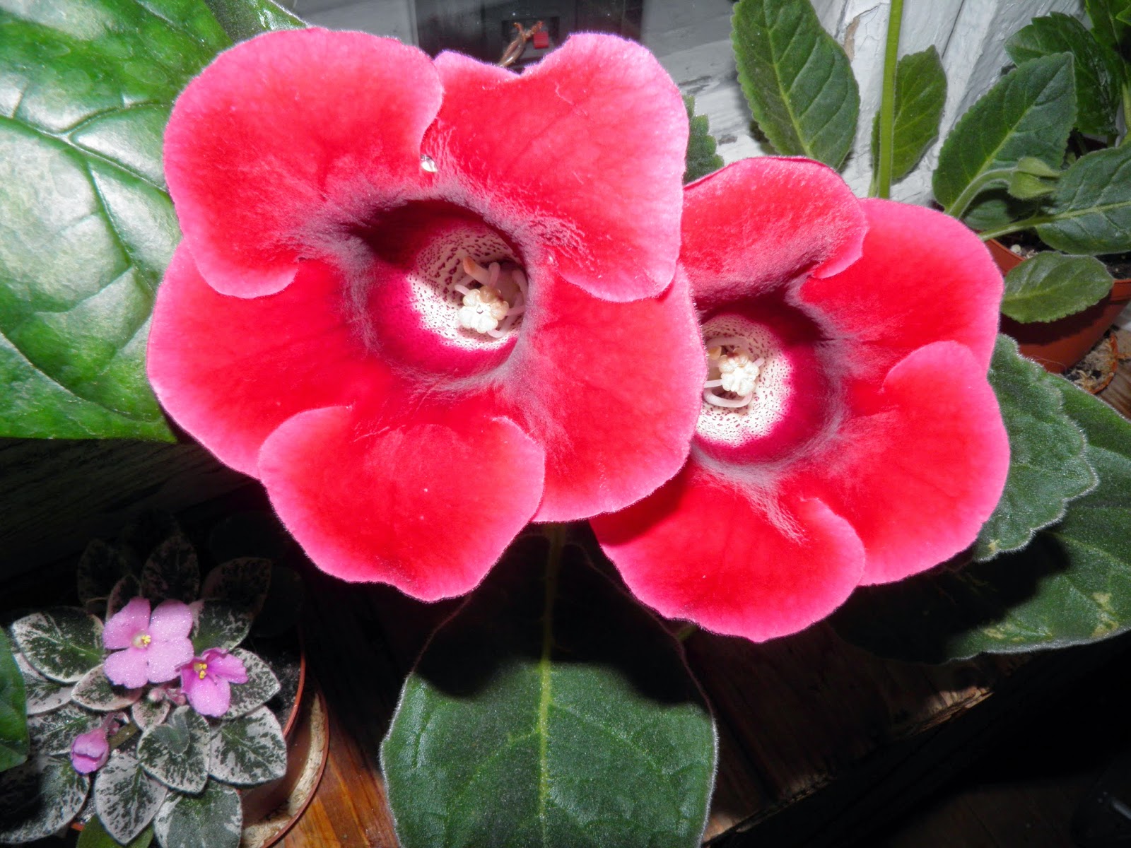 Глоксиния Фото Уход Размножение