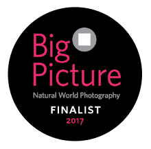 Big Picture Natural World Photography Competition