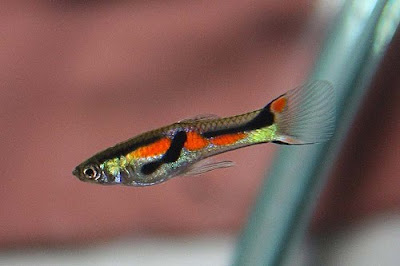 endlers livebearer