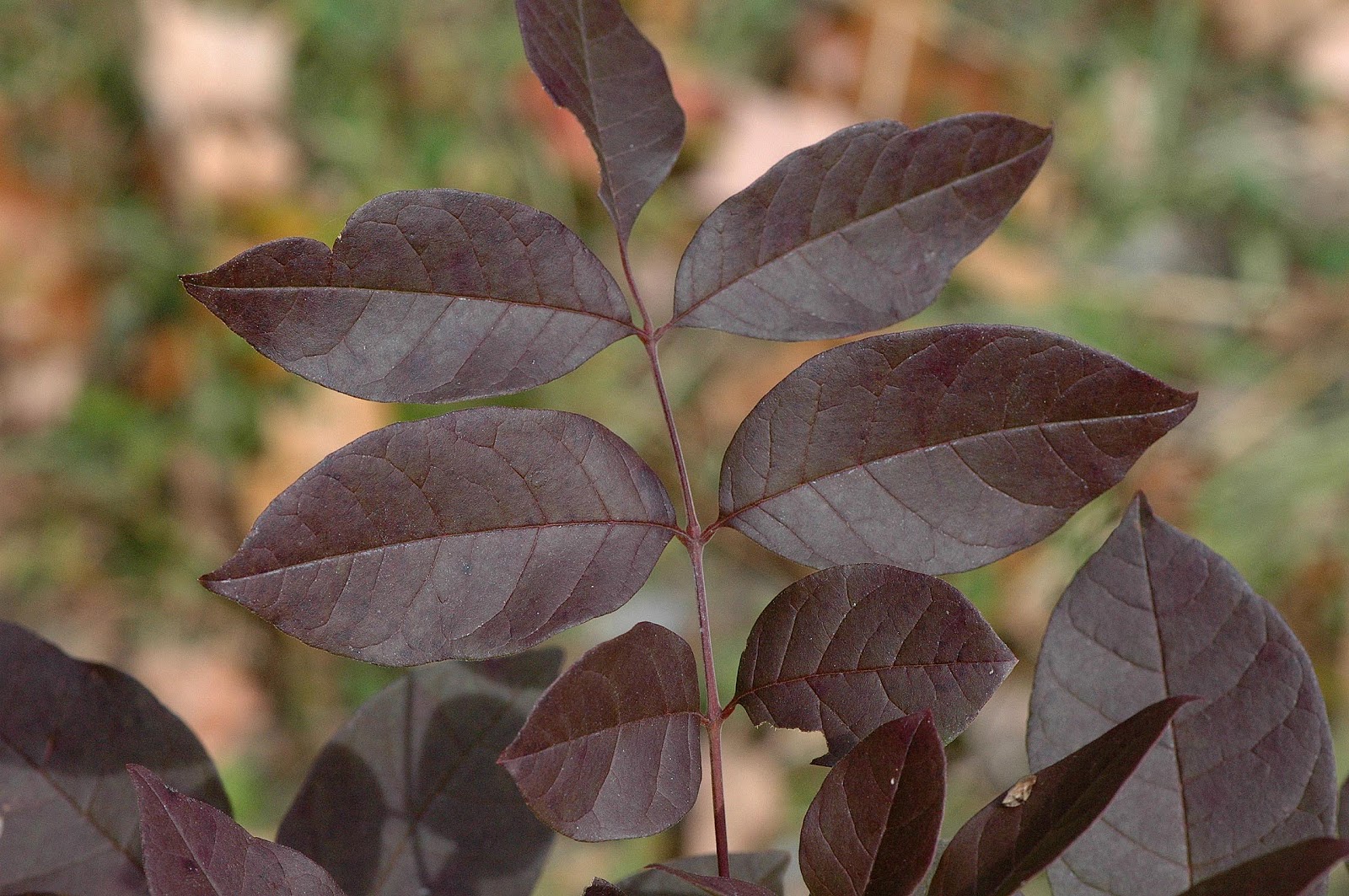 the gallery for gt purple plum tree leaves the gallery for gt purple plum tree leaves