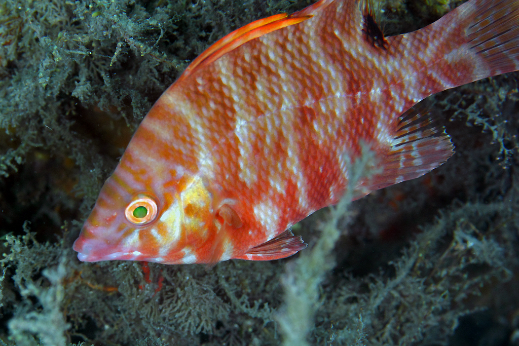 real monstrosities hogfish