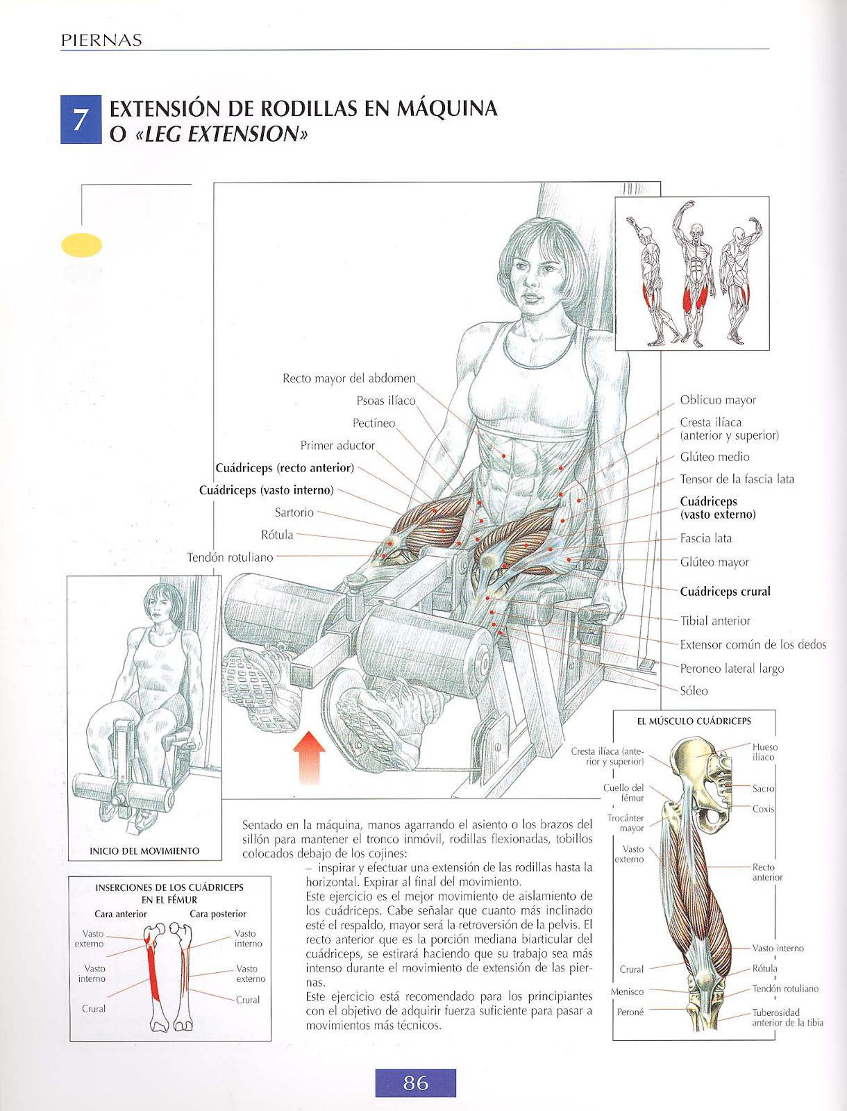 Extensión de cuádriceps MUSCULACIONUTRICION