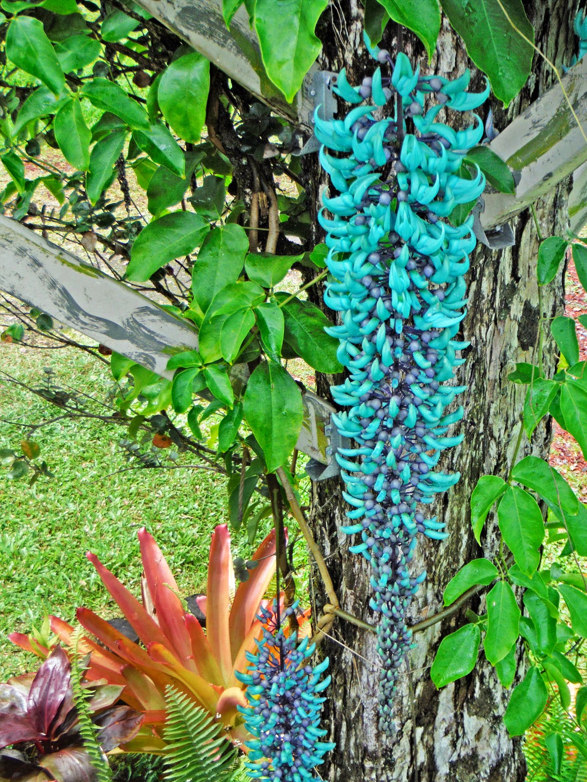 Haysmer Hawaii Jade Vine Blooms!