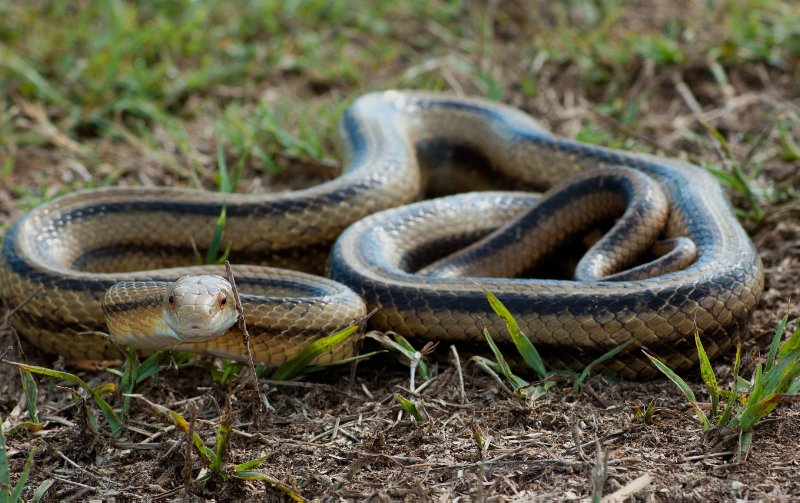Native Florida Snakes